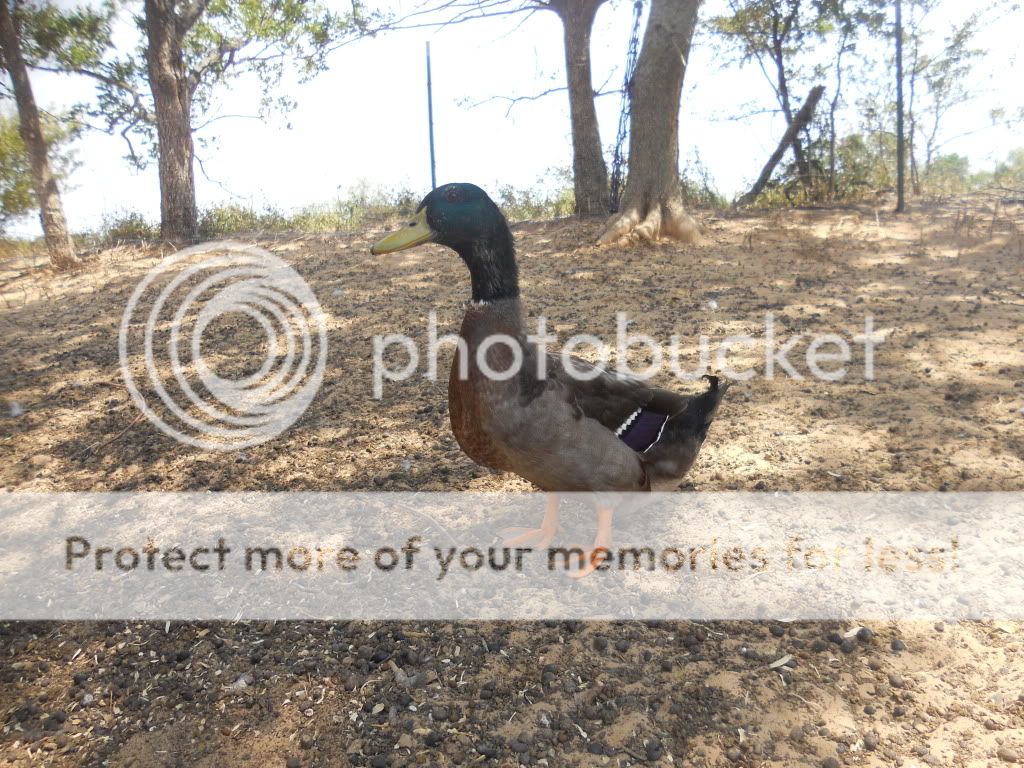 Ducks And Rabbits BackYard Chickens Learn How to Raise Chickens
